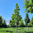 Quercus rubra: Bild 9/9
