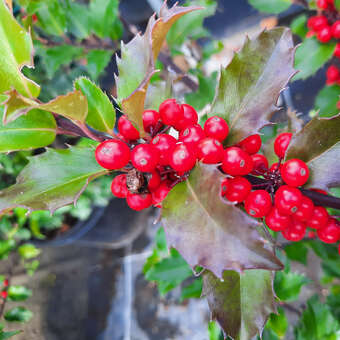 Stechpalme - Ilex meserveae 'Blue Princess' - wei