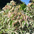 Acer negundo 'Flamingo': Bild 1/8