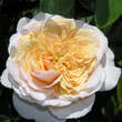 Rose 'English Garden': Bild 1/3