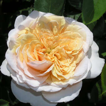 Rose 'English Garden'