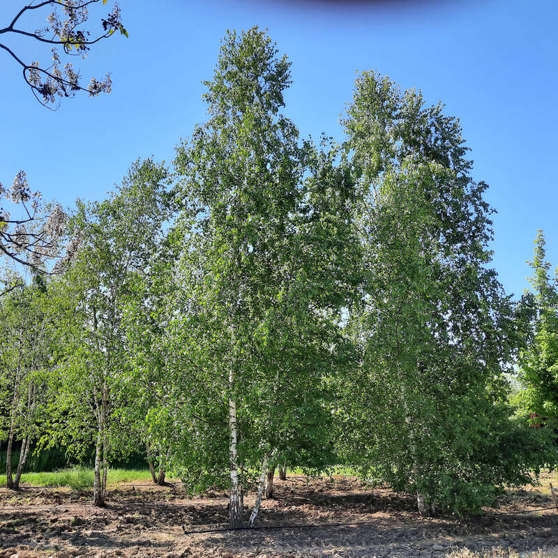 Heimische Weibirke - Betula pendula - gelb