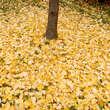 Ginkgo biloba 'Tremonia': Bild 2/3