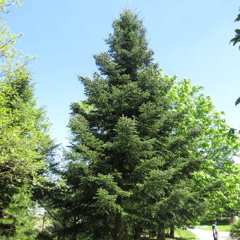Abies alba