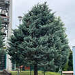 Cupressus arizonica 'Glauca': Bild 2/2