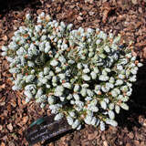 Abies koreana 'Koutout's Icebreaker' - Koreatanne