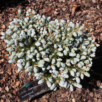 Abies koreana 'Koutout's Icebreaker'