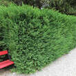 Cupressocyparis leylandii: Bild 4/12