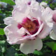 Rose 'Eyes For You': Bild 7/9