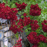 Rose 'Perennial Domino' - Moderne Kletterrose