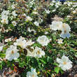 Rose 'White Knock Out': Bild 5/5