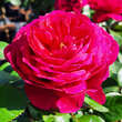Rose 'André Rieu': Bild 1/2