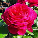Rose 'André Rieu' - Essbare Rose, Beetrose