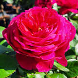 Rose 'André Rieu' - Essbare Rose, Beetrose