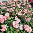 Rose 'Botticelli': Bild 7/8