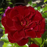 Rose 'Louis XIV.' - Historische Strauchrose