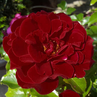 Rose 'Louis XIV'
