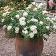 Rose 'William and Catherine': Bild 2/2