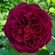 Rose 'Deep Secret': Bild 1/2