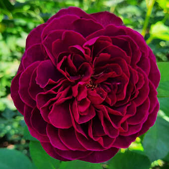 Rose 'Deep Secret'
