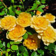 Rose 'Yellow Fairy': Bild 1/1