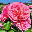 Rose 'Theo Clevers': Bild 3/3