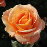 Rose 'Capri' - Edelrosen