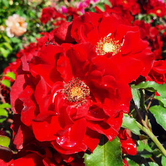 Rose 'Roter Korsar'