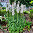 Liatris spicata 'Alba': Bild 1/2