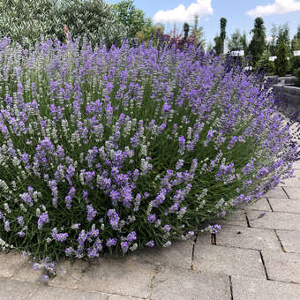 Lavandula angustifolia 'Dwarf Blue'