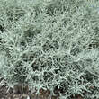 Santolina chamaecyparissus: Bild 3/7