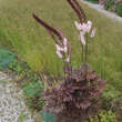 Actaea simplex 'Brunette': Bild 2/5