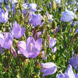 Campanula rotundifolia: Bild 1/2