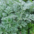 Artemisia absinthium - Wermut