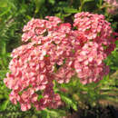 Achillea millefolium 'Lachsschönheit' - Schafgarbe
