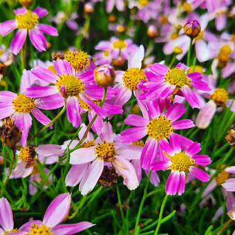 Coreopsis rosea 'American Dream'
