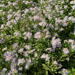 Aster ageratoides 'Asran': Bild 6/7
