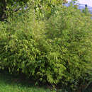 Fargesia 'Jiu' - Schirmbambus