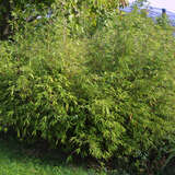 Fargesia 'Jiu' - Schirmbambus