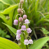 Convallaria majalis 'Rosea' - Maiglöckchen
