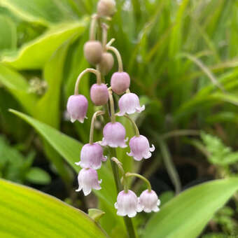 Convallaria majalis 'Rosea'