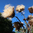 Cynara cardunculus: Bild 4/6