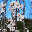 Prunus cerasifera 'Crimson Pointe': Bild 2/7