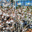 Prunus incisa 'Kojou-no-mai': Bild 3/4
