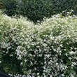 Clematis terniflora: Bild 2/11