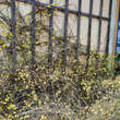 Jasminum nudiflorum: Bild 7/7