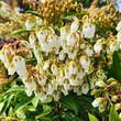 Pieris japonica 'Variegata': Bild 2/2