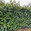 Prunus laurocerasus 'Genolier': Bild 1/5