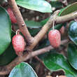 Elaeagnus ebbingei: Bild 5/6