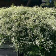 Clematis terniflora: Bild 10/11